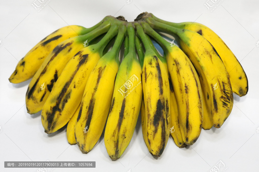 大果蕉