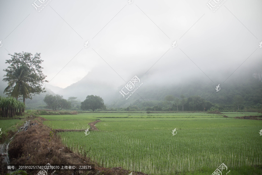 稻田