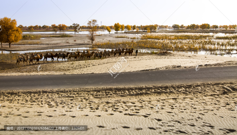 沙漠湿地驼队