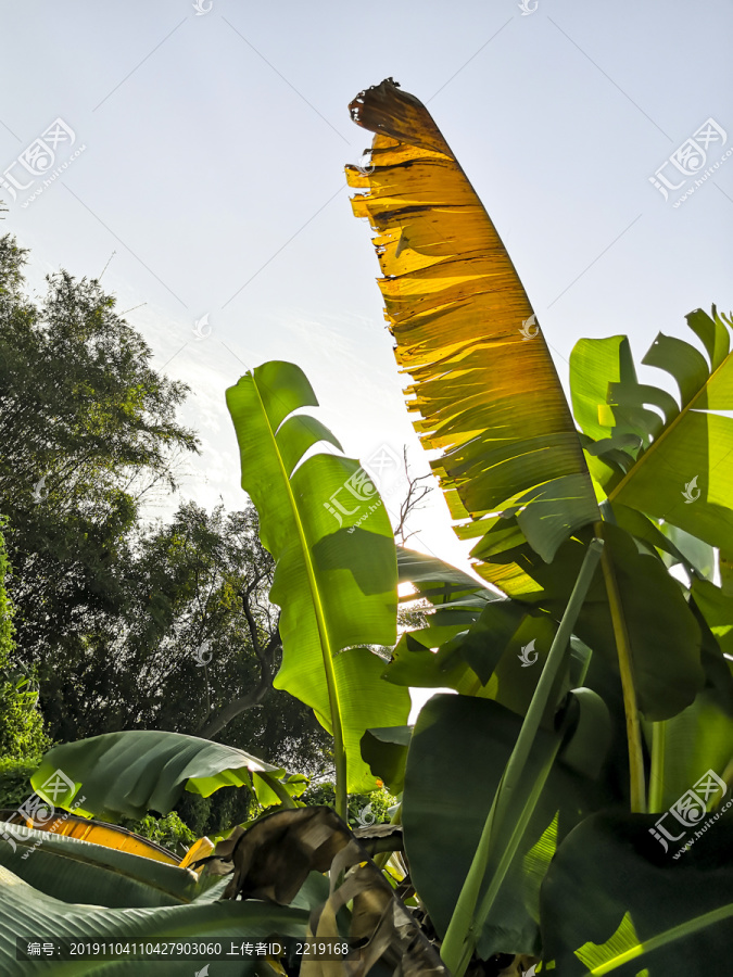 芭蕉