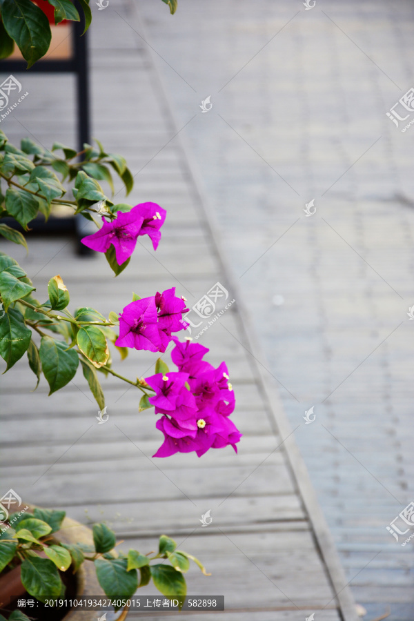 三角花