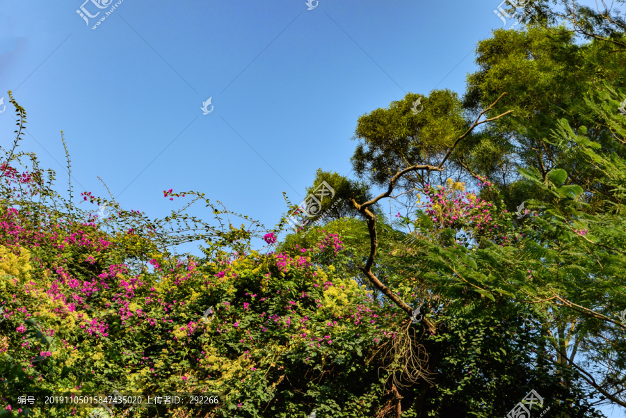 绿树红花