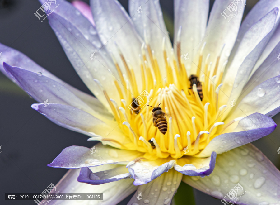 莲花上的蜜蜂