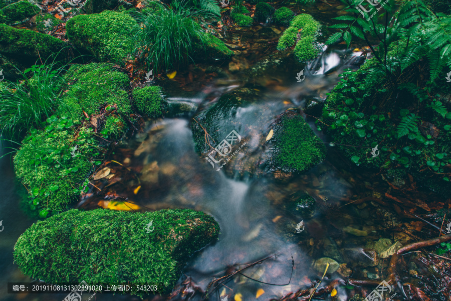 绿石谷青苔苔藓原生态水源地