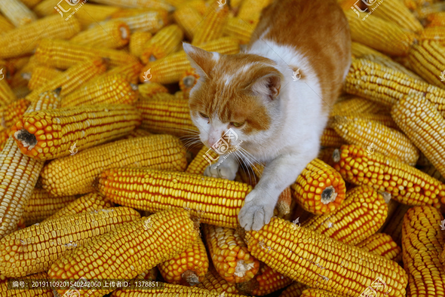 看守粮食的猫