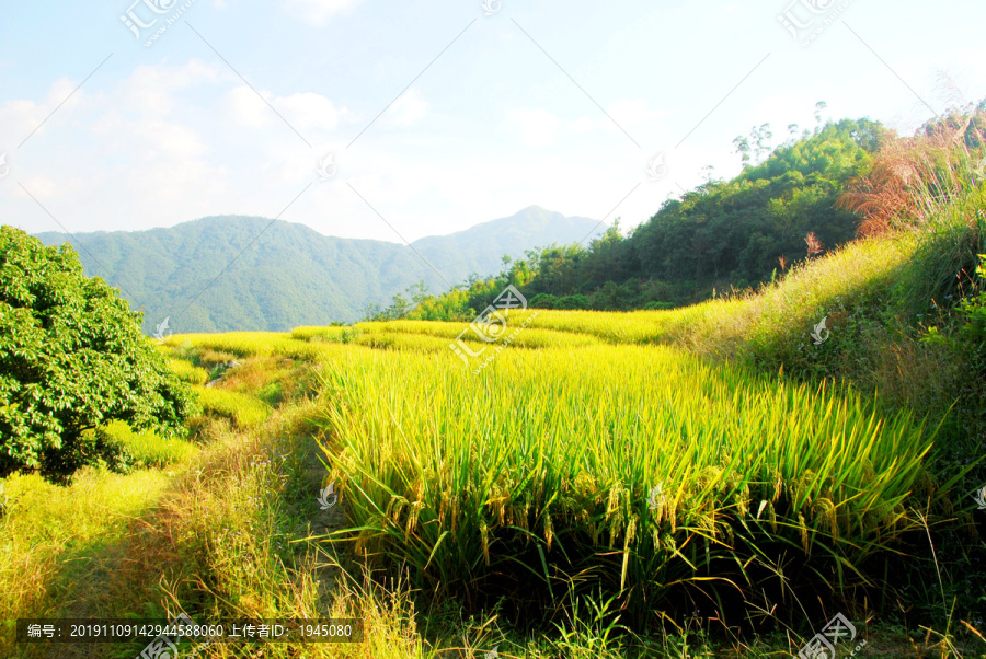 山间稻田