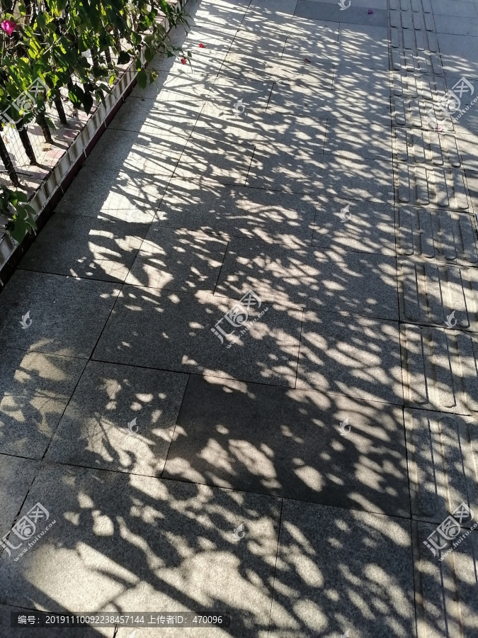 树木投影于地上