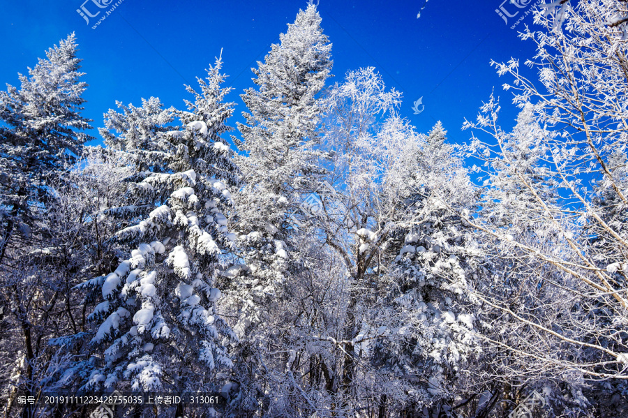 雪景森林