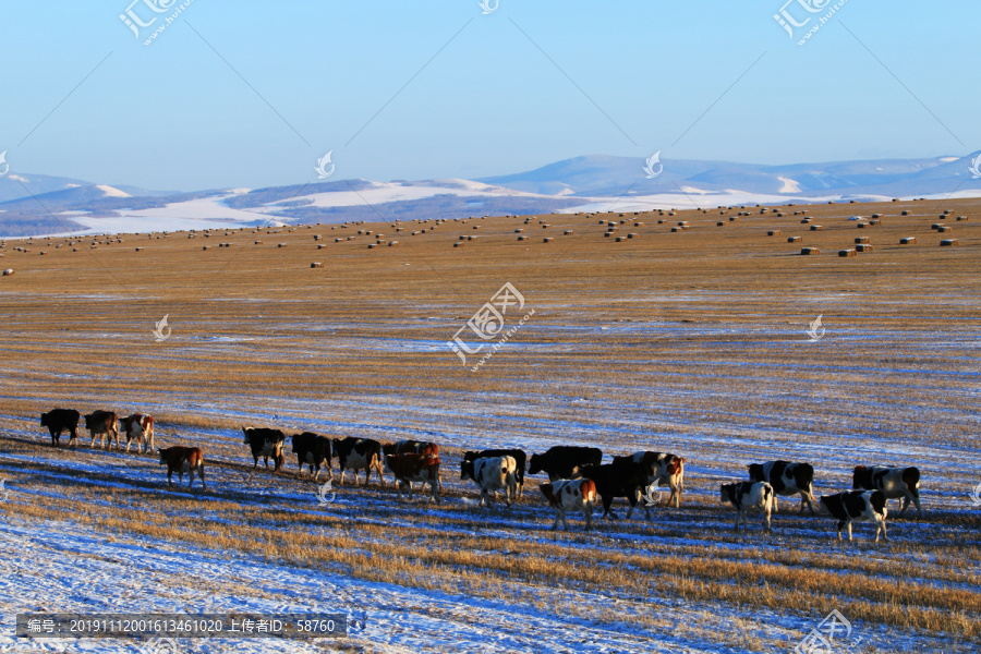 雪原牧场牛群