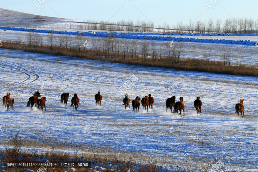 雪原牧场奔跑的马群