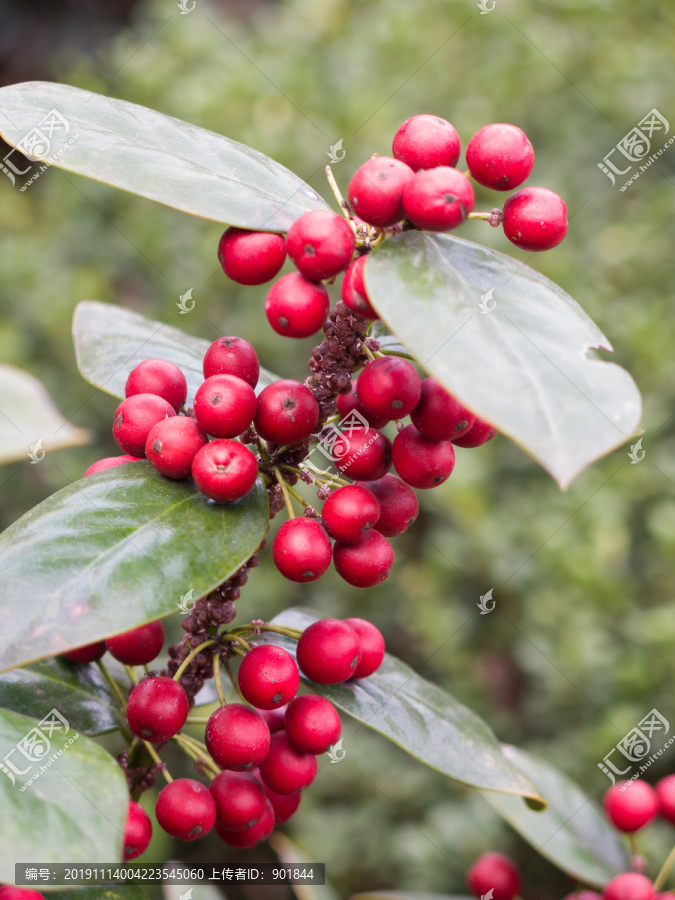 冬青科植物无刺枸骨红色果实