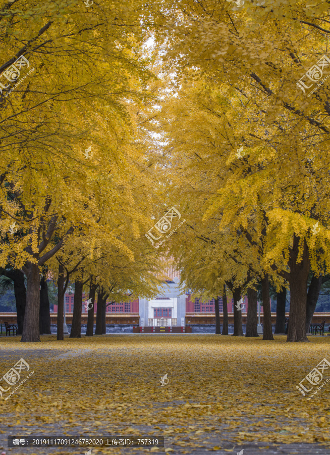 北京中山公园秋天的银杏树