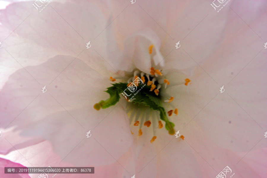 樱花花开了