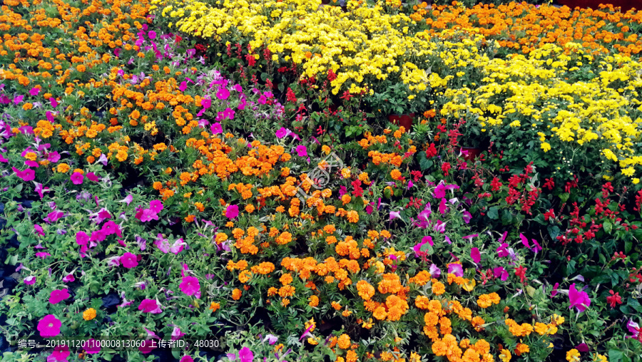 彩色花卉背景