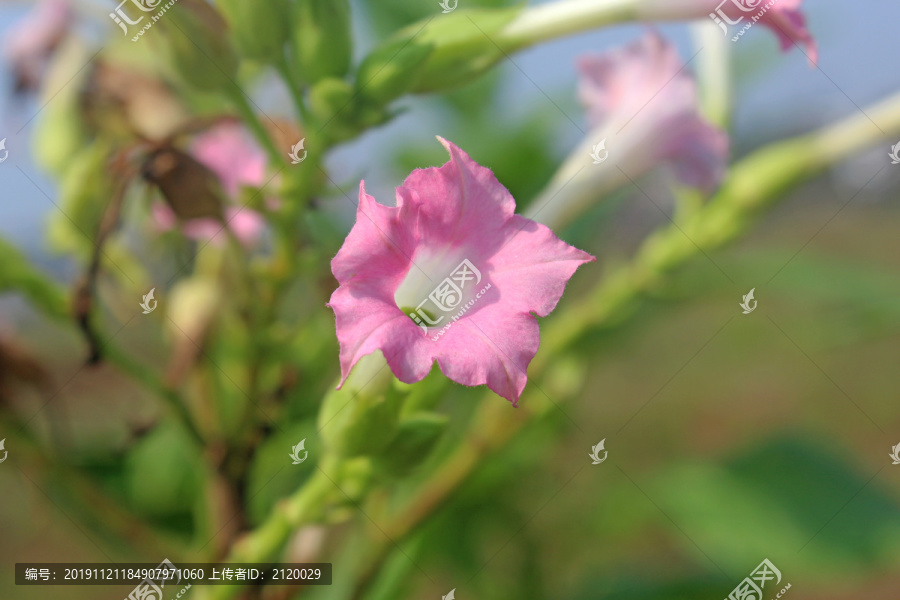 烤烟开花