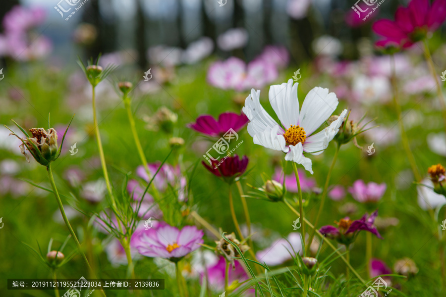 那拉提花海