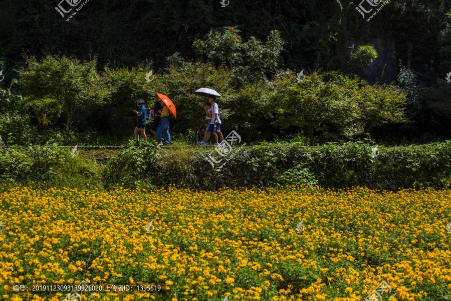 行人走过花田