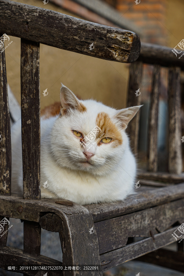 猫农村乡下院子