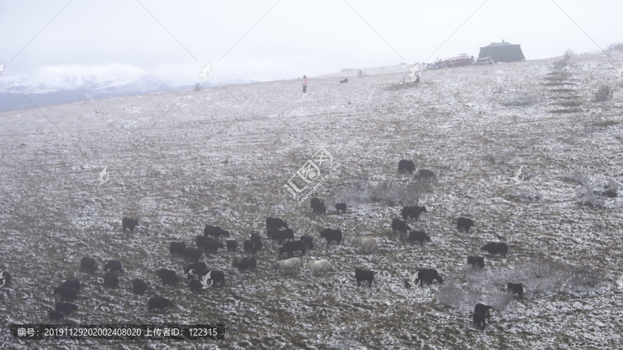 冬天雪地上的牛群