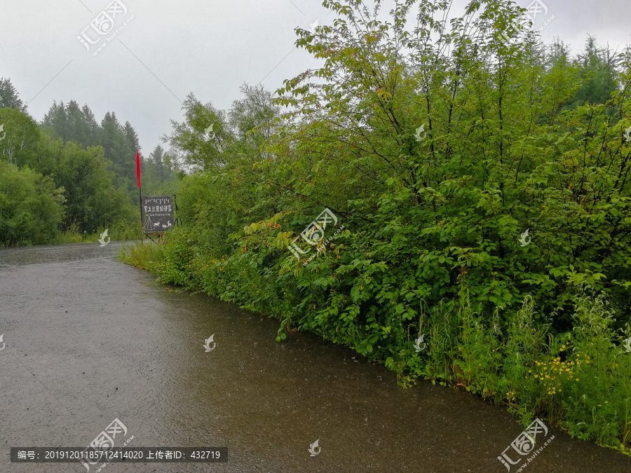 大雨树林