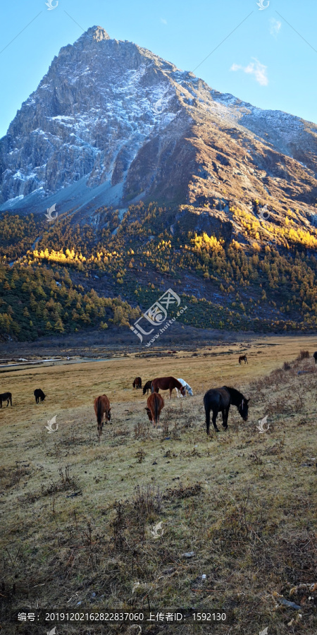 稻城亚丁原始森林野生羚秋天风景