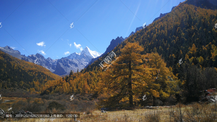 稻城亚丁秋天风景