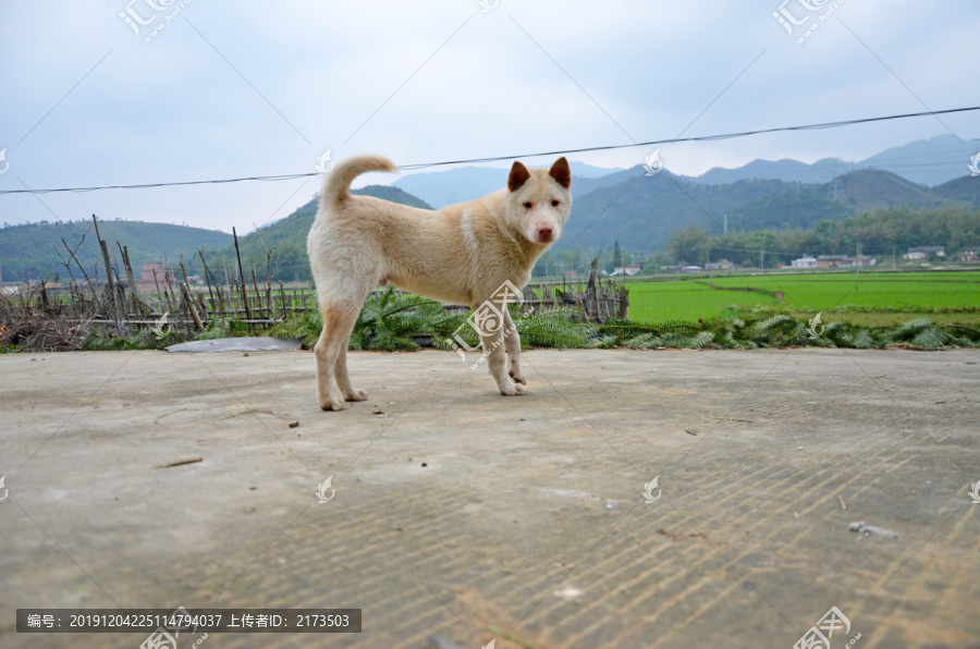 大黄狗