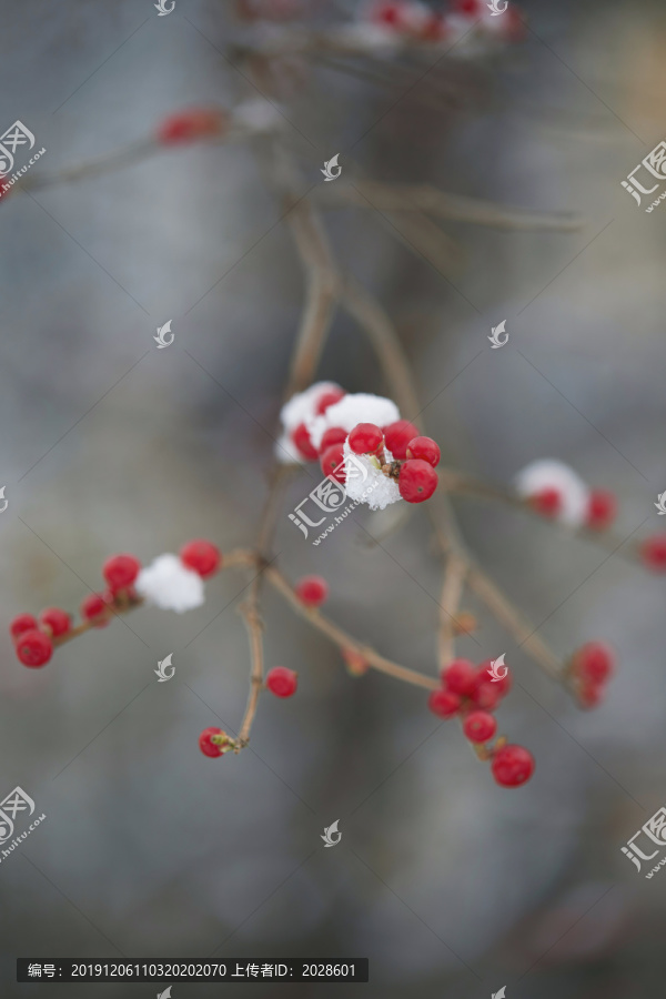 雪中的红果子4