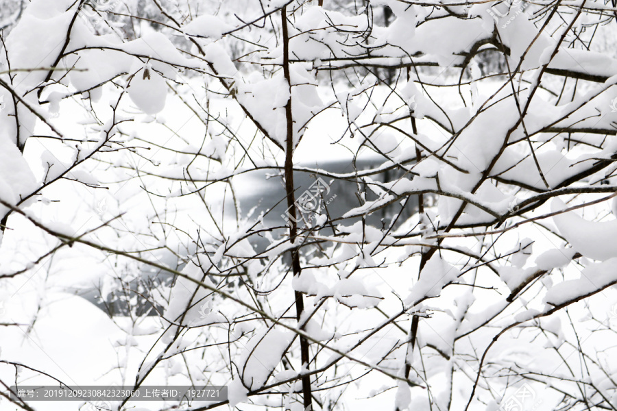 冰雪树枝