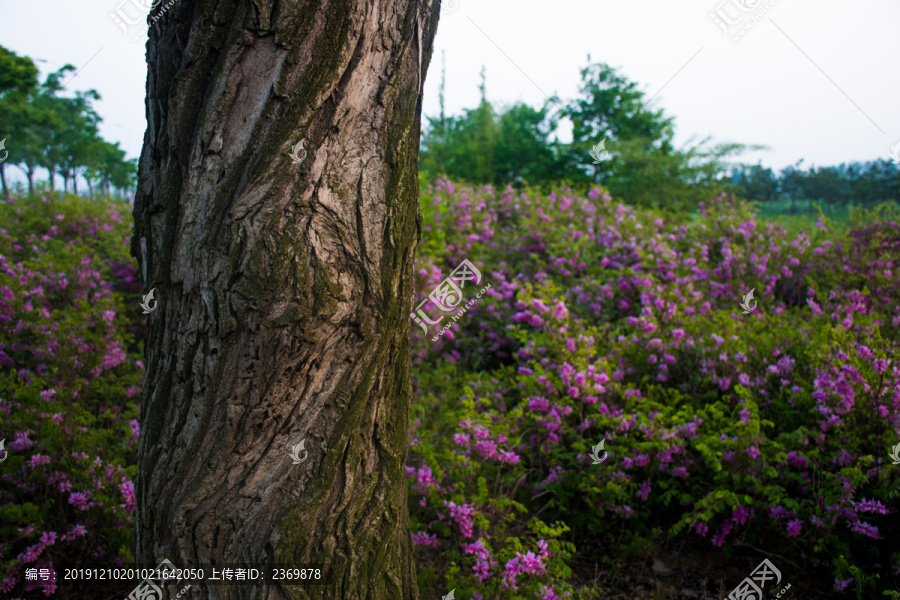 树干与紫色花丛