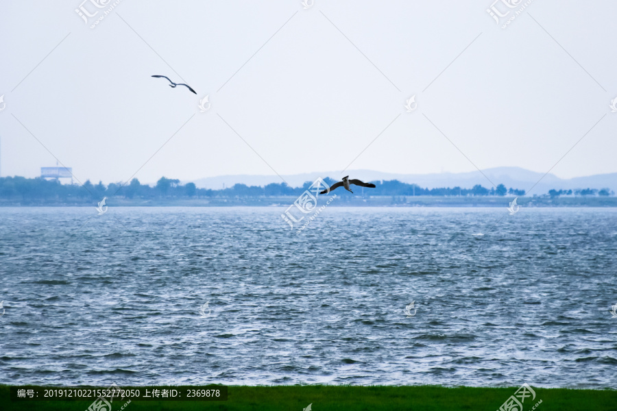 湖面上飞翔的海鸥