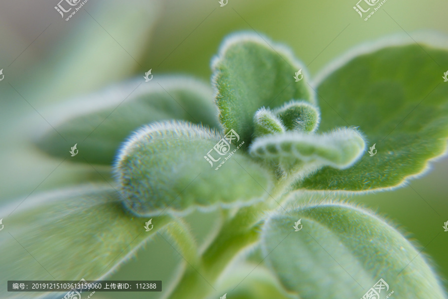 植物花卉小草嫩芽嫩绿