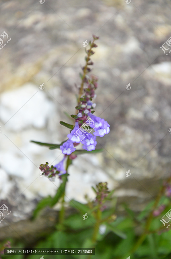 紫色野花