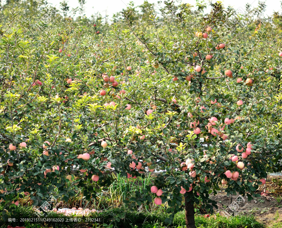 苹果满树