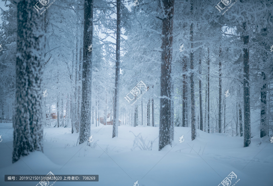 冬季芬兰北部白色的雪原与森林