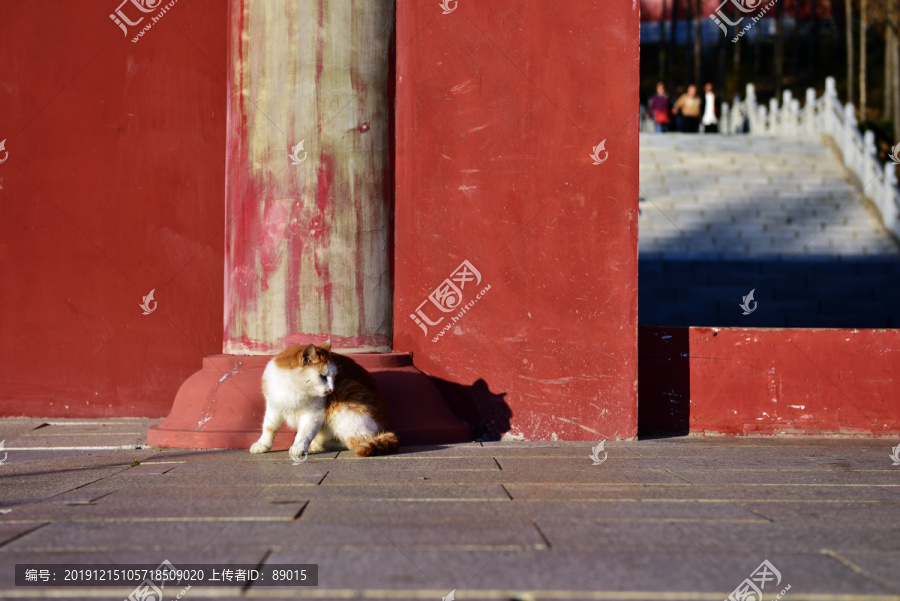 铁刹山道观里的猫