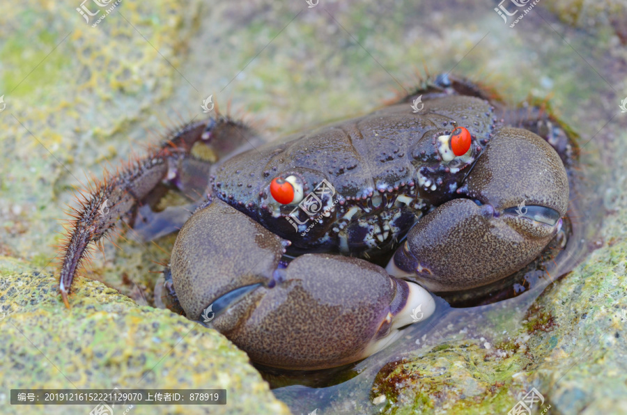 红眼睛的野生海螃蟹