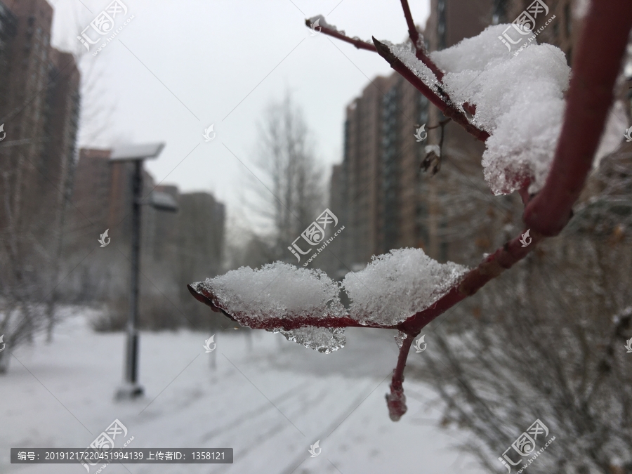 冬雪挂树枝