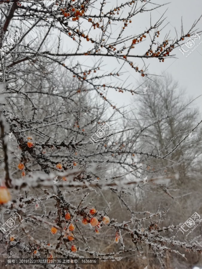 雪树红果