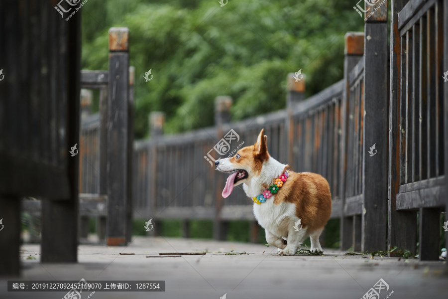 柯基犬