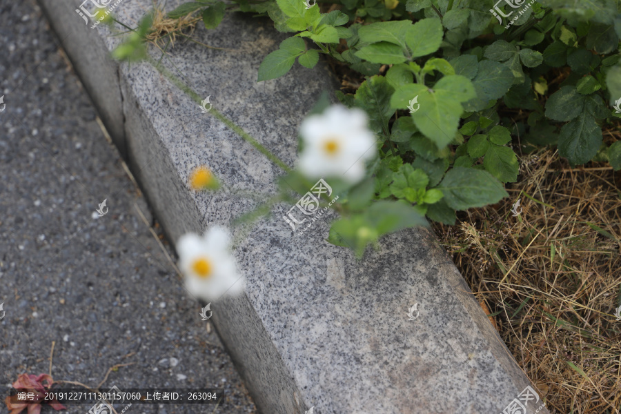 小白花