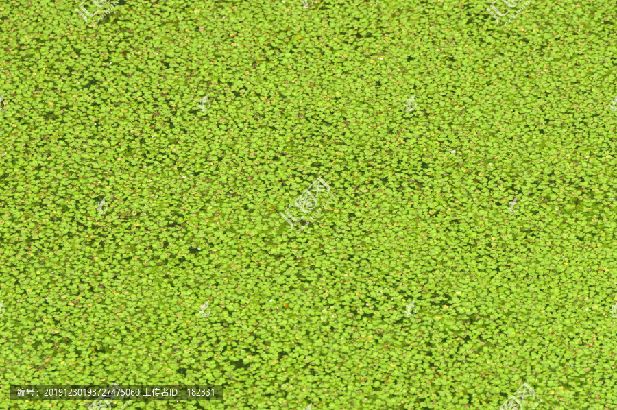 浮萍绿藻