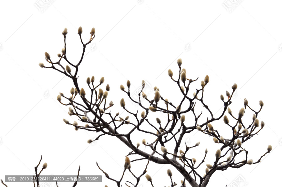 冬天的玉兰花枝