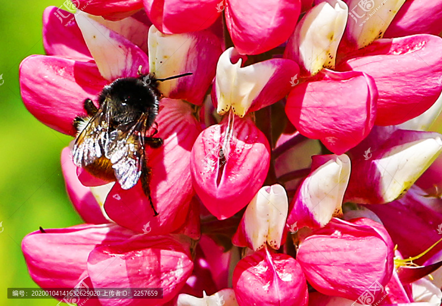 鲜花与蜜蜂