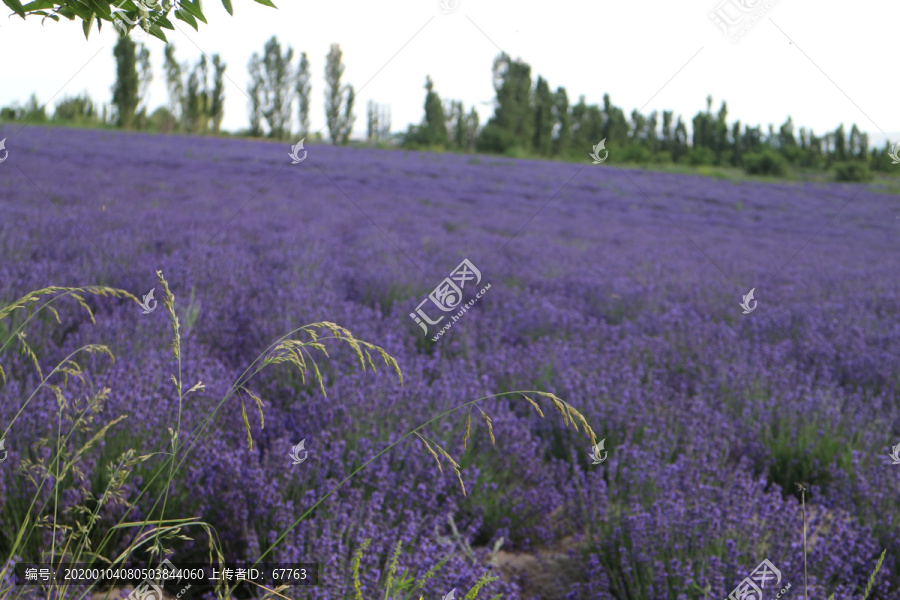 紫色花海薰衣草