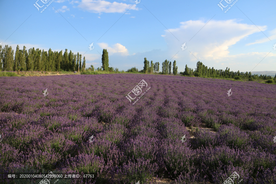 紫色花海薰衣草