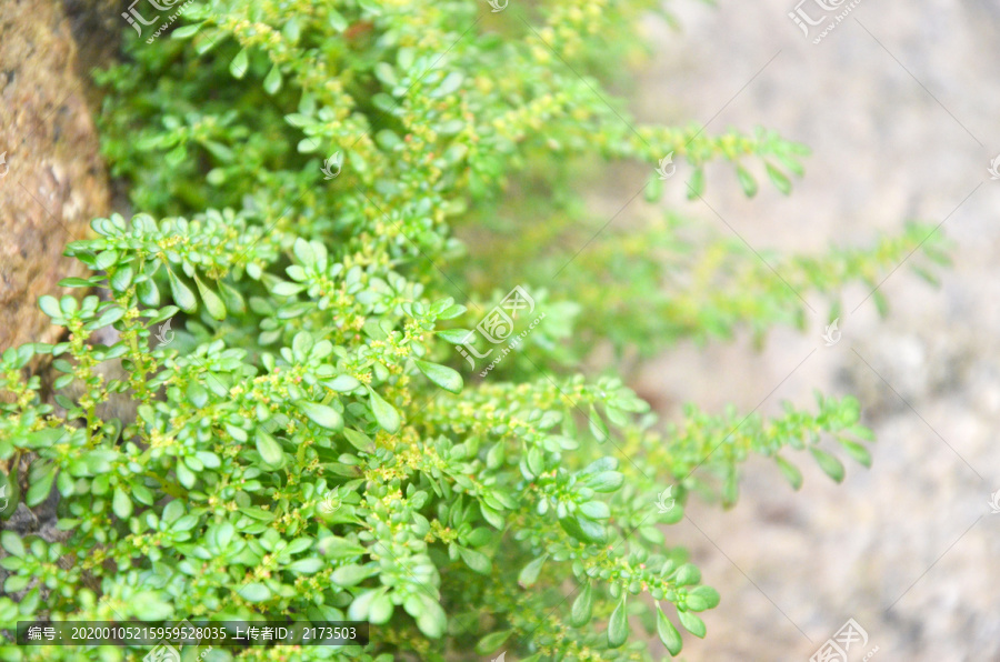 小叶冷水花