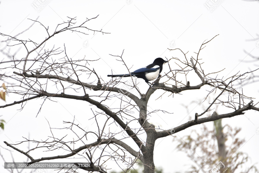 树上的小鸟