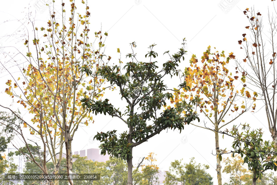 秋冬季树木