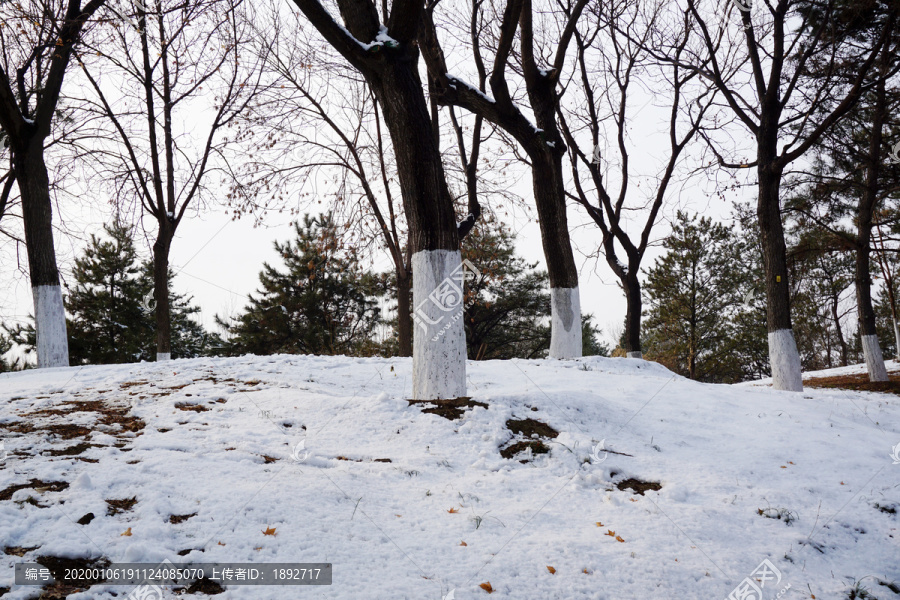 雪地